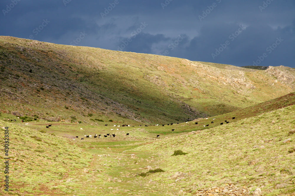 Wall mural goats grazing in the green grass. nature landscape background.