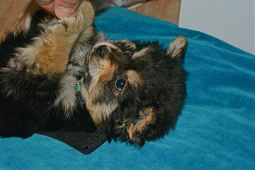 close up of a dog puppy