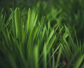 Fototapeta na wymiar Leaves of fresh green grass in the spring park. Beautiful natural abstract background