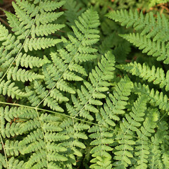 green fern leaf in the forest top view. bizarre patterns of nature