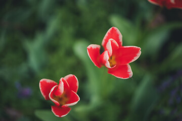Red bright beautiful tulips in green grass, spring floral background. Top shot