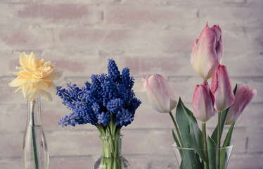 Close-up of spring bulbous plants flowers on a rustical brick wall. Tulips, grape hyacinths and daffodils arrangement, color graded