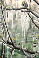 Apple trees ice coated after being watered to protect blossoms from the frost at an orchard in Poland, natu frost sprayers, frost protection