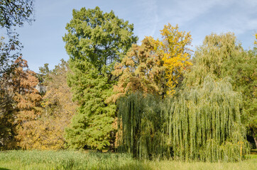 City park in Novi Sad in the autumn period of the year. Autumn landscape with sunny trees in the city park