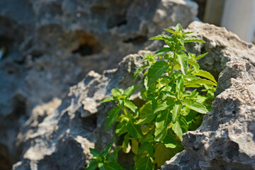 green leaves on the rocks on sunny day