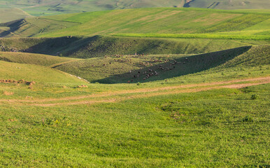 Fototapeta na wymiar Herd of sheep grazing in green fields