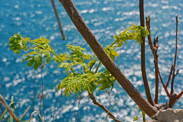 plant leaves and sticks with blue sea background