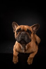 Bouledogue français