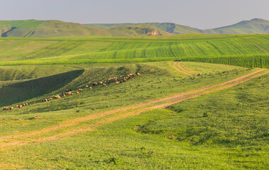 Herd of sheep grazing in green fields