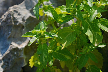 plant leaves on a rock