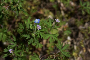 Carolina cranesbill flowers. Geraniaceae weed.