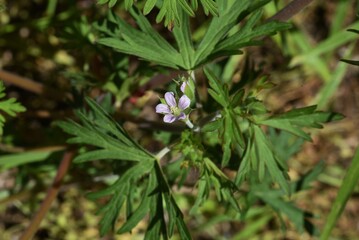 Carolina cranesbill flowers. Geraniaceae weed.