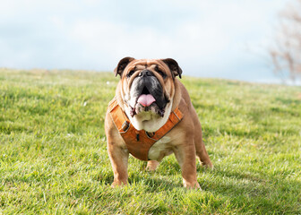 Red English British Bulldogs in orange harness out for a walk in the countryside	