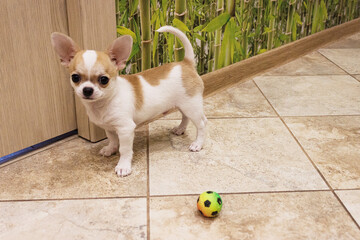 Fototapeta na wymiar Dog, Chihuahua breed, boy. 