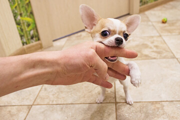 Dog, Chihuahua breed, boy.  Dog bites his finger
