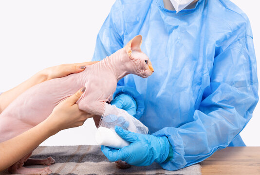 Pets care and veterinary services and aid concept. Cropped image of a veterinarian doctor bandaging a broken arm, fracture, to a sphinx cat.