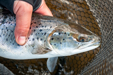 Small silver sea trout in landing net