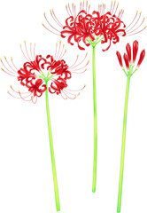 彼岸花　イラスト