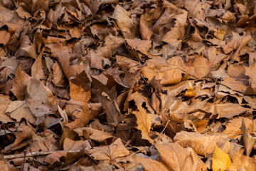 Dry brown autumn leaves for natural autumn background