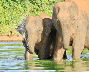 african elephant water