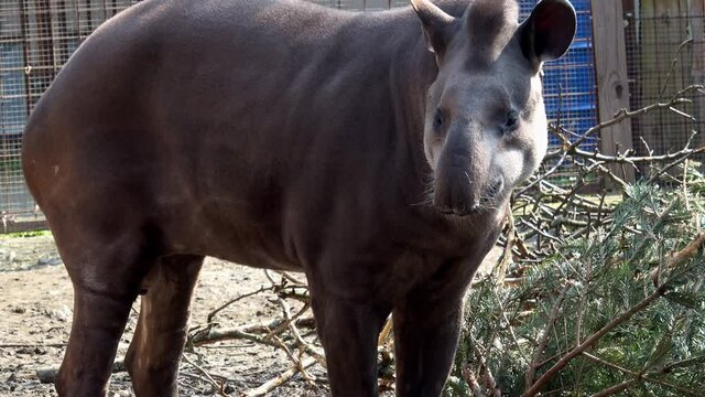 South American tapir (Tapirus terrestris), also known as the Brazilian tapir. Wild life animal.
