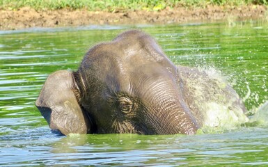 Obraz na płótnie Canvas elephant in water