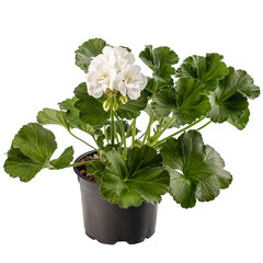 Pelargonium plant with white flower