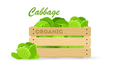 Cartoon of fresh product, green healthy eating, vegetarian. Vector full container of cabbage, organic healthy food, vegan nutrition. Idea of go green, natural vegetable, farm harvest isolated on white