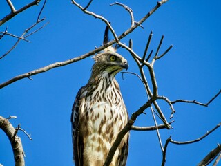 red tailed hawk