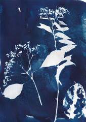 Sunprinted flowers, cyanotype illustration of flowers printed with the sun