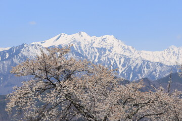 桜と北アルプス