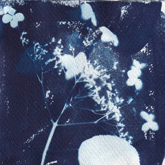 Hydrangea garden flowers printed in the sun, cyanotype, indigo illustration