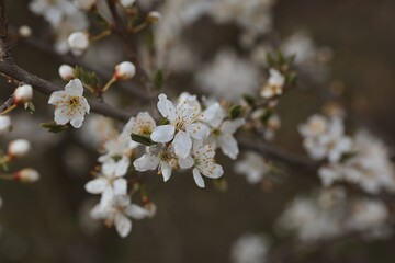 Beautiful Blackthorn Blossom in Spring Nature. White Blooming Flower on Tree during Springtime.