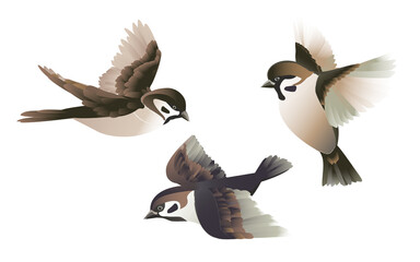 A flock of flying brown sparrows