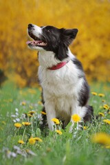 Adorable Border Collie Sits in Meadow with Yellow Dandelion. Black and White Dog in Spring Nature.