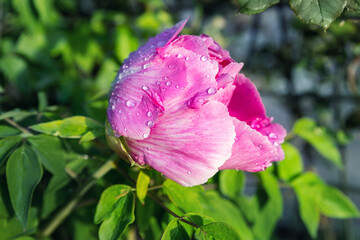 Beautiful close-up detail above view of big red pink peony rose bush wet with dew or rain drops blossoming at backyard garden on bright summer day. Yard flower decoration and landscaping design