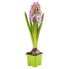 Beautiful pink hyacinth in flowerpot