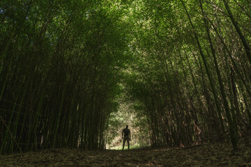 Camino en la naturaleza