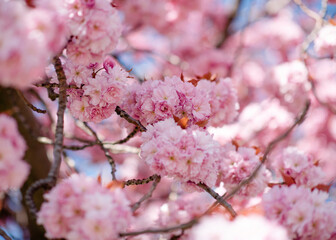 branch of pink flowers blossom of cherry against the blue sky in the spring warm day