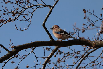 Garrulus glandarius. Jay bird sitting on a tree in the background of blue sky.