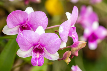 Purple orchids, Dendrobium.