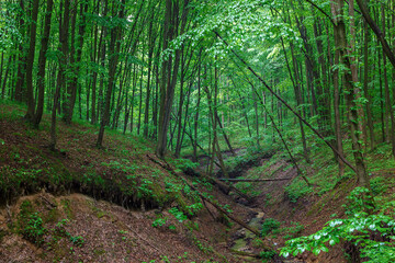 Green spring wet forest with paths and streams
