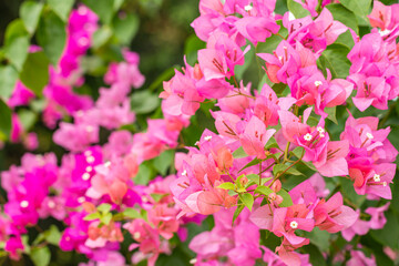 Obraz premium Scene of pink bougainvillea flower.