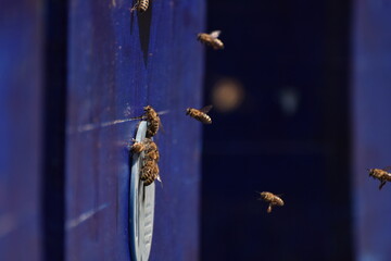 Honey bees in front of hive entrance. Bees at the entrance to the hive close-up, beekeeping, honey...