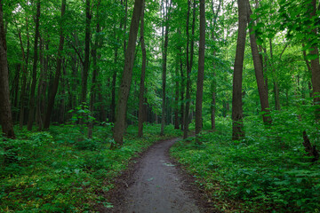 Green spring wet forest with paths