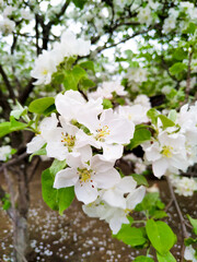 Blooming apple tree. Vertical photo.