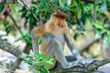 The proboscis monkey (Nasalis larvatus) or long-nosed monkey is a reddish-brown arboreal Old World monkey with an unusually large nose. It is endemic to the southeast Asian island of Borneo.