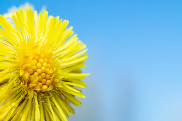 Yellow flower on a background of blue sky. Blooming Tussilago.