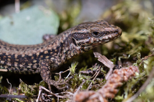 Detail photograph of a common wall lizard