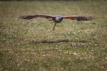 Flying eagle